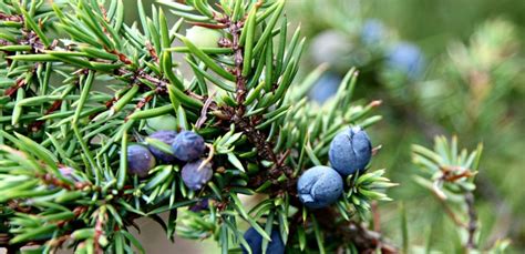 Borievky a bylinky, z ktorých sa vyrába gin