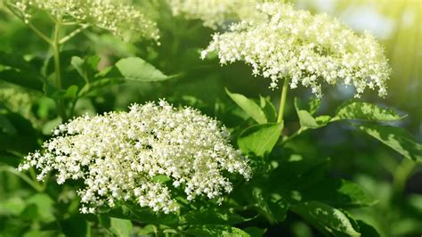 Bazové kvety na strome