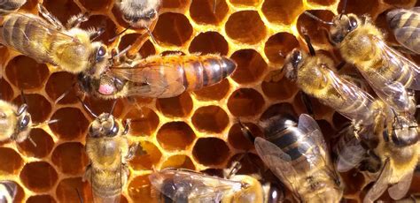 Včelárstvo v českej krajine