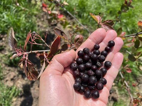 Plody arónie na konári