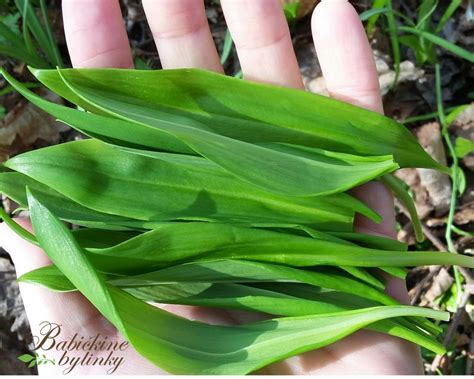 Infografika o účinkoch medvedieho cesnaku