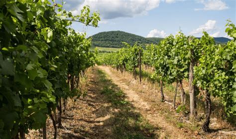 História vinárstva Víno-Masaryk