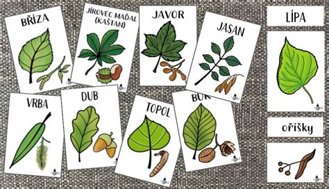 Ilustrácia rôznych druhov listov: malinové, čerešňové, ružové