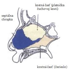 Ilustrácia nosovej priehradky s vyznačenou Kisselbachovou pletňou