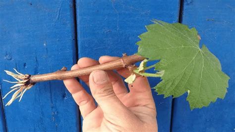 Sadenice viniča v škôlke