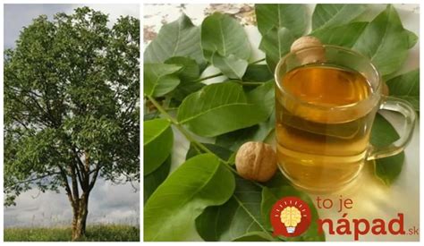 Ilustrácia liečivých účinkov agátového kvetu