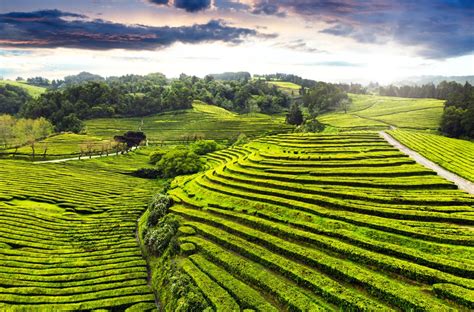 Plantáž modrej agáve