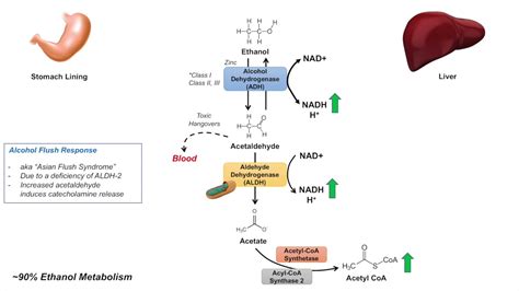 Diagram zobrazujúci proces metabolizmu alkoholu v pečeni