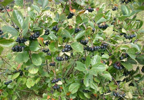 Černé rybízy na keři