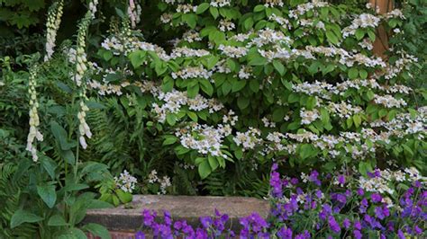 Divoké trnkové kríky s plodmi