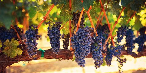 vinice pri zbere hrozna