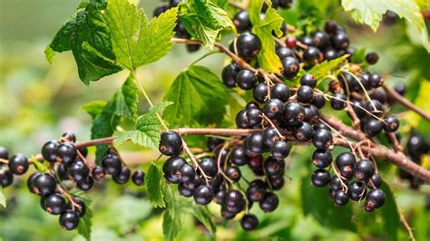 Čierne ríbezle v záhrade