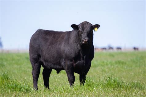 Hovädzie plemeno Aberdeen Angus