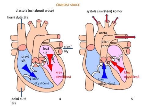 Ilustrácia srdca s tepnami