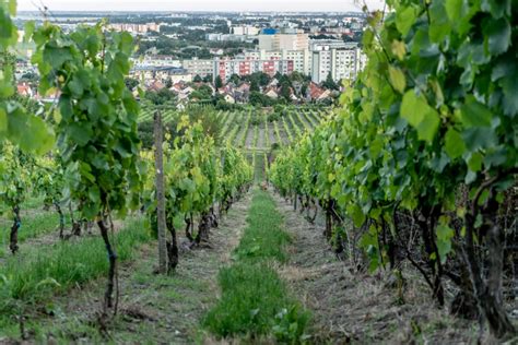 Vinohrady v Malokarpatskej oblasti