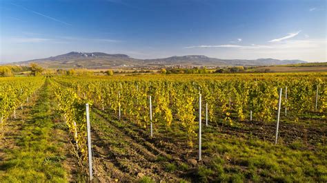 Vinice v Šenkviciach