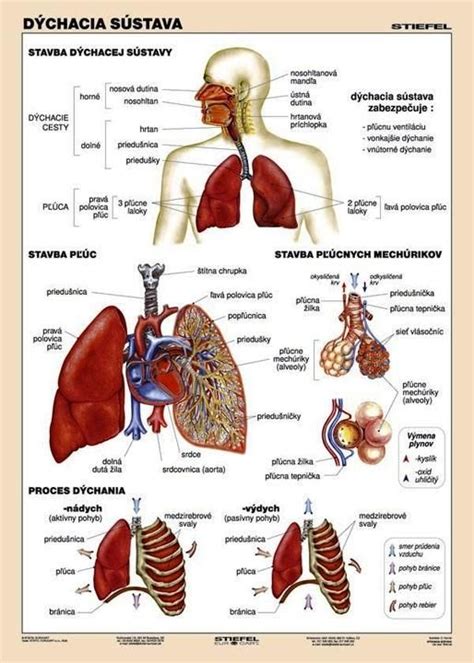 Ilustrácia ľudského dýchacieho systému