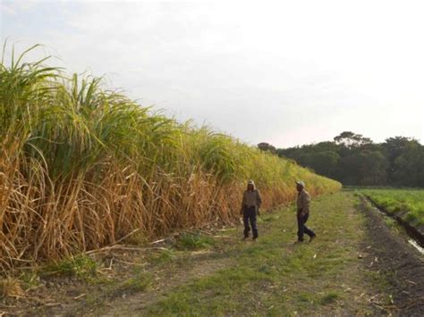 Ilustrácia cukrovej trstiny a procesu destilácie