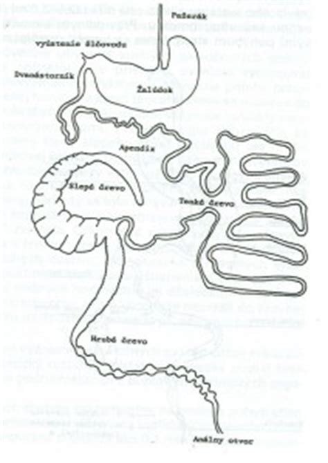 Diagram tráviaceho systému s vyznačeným žalúdkom a tenkým črevom