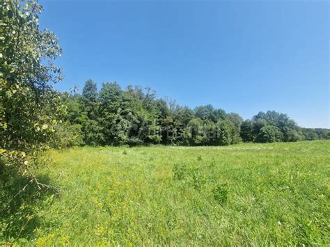 Poľská krajina s obilným poľom a lesom