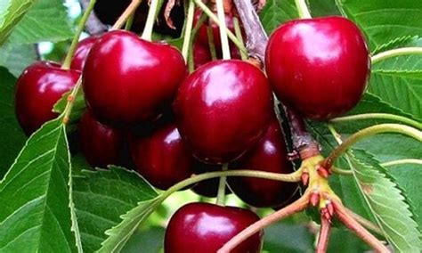 Misa plná čerstvých višní