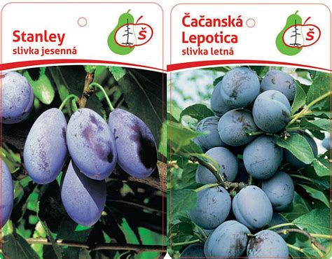 Slovenské ovocné sady sliviek