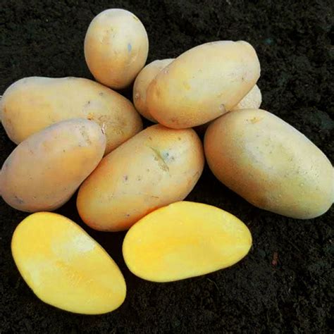 Zemiaky a fľaša vodky