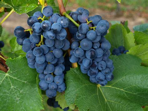 Hrozno odrody Modrý portugal