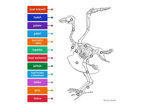 Diagram rektifikačnej kolóny s popisom častí