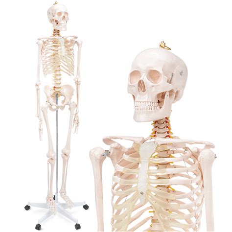 Röntgen ľudskej kostry