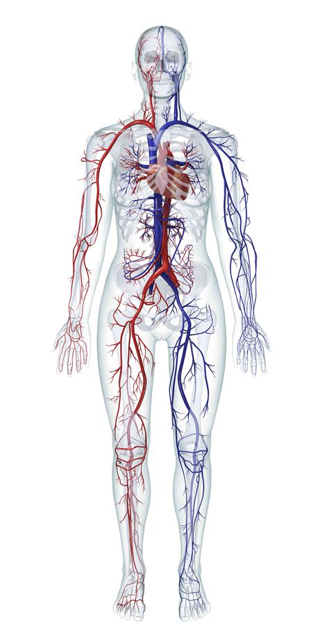 Ilustrácia ľudského imunitného systému