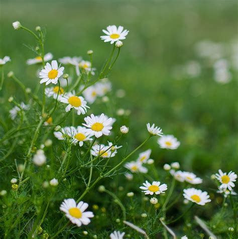 Diagram znázorňujúci účinky zložiek na pleť