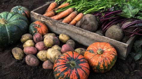 Jesenná úroda zeleniny
