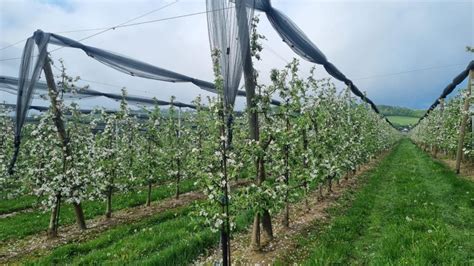 Ovocný sad so slivkami