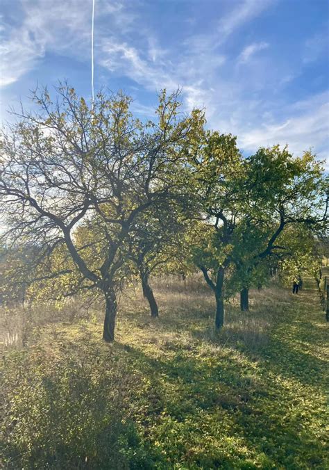 Slovenská dedina s ovocnými stromami
