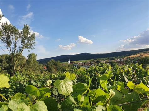Panoráma vinohradov v Tokajskej vinohradníckej oblasti