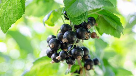 Zrelé čierne ríbezle na kríku