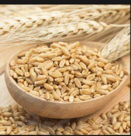 Surový jačmeň a chmeľ