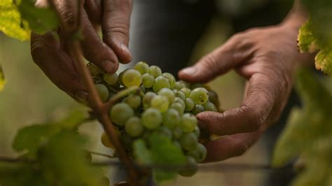 Zber cibéb vo vinici