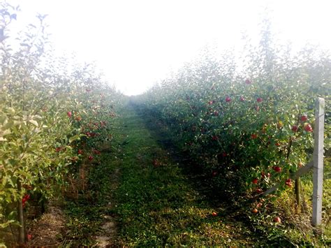 Ovocné sady plné zrelého ovocia