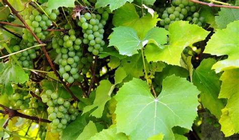 Hroznové strapce a listy