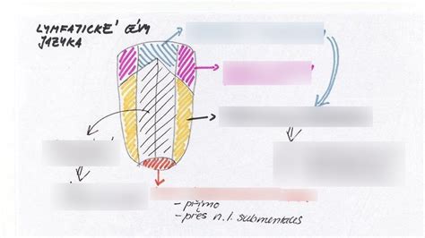 Diagram znázorňujúci správne postavenie jazyka a pier pri artikulácii