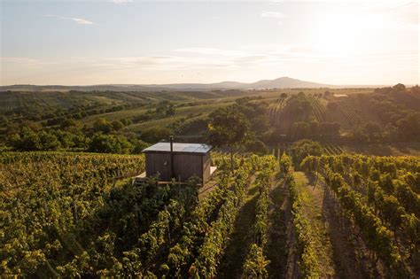 Detail vinohradu s hroznom