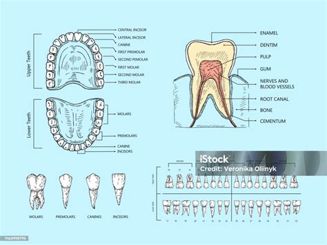 Infografika o škodlivých návykoch pre zuby