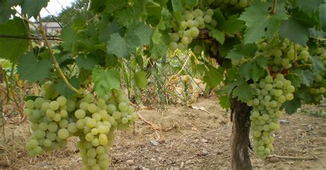 hrozno odrody Furmint na vinici