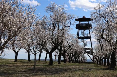 Kvitnúci mandľový sad v Hustopečiach