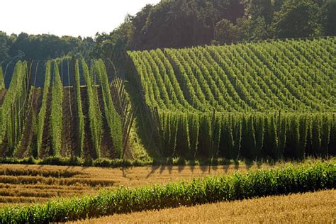 Hops fields near Žatec