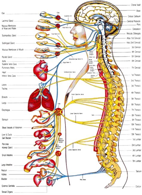 Diagram zobrazujúci reflexné zóny na chrbte súvisiace s vnútornými orgánmi