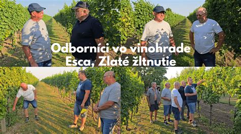 Portrét staršieho vinára pracujúceho vo vinohrade