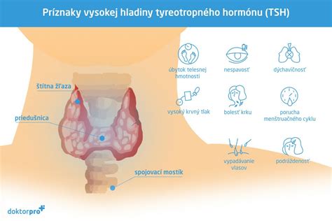 Ilustrácia štítnej žľazy v ľudskom krku